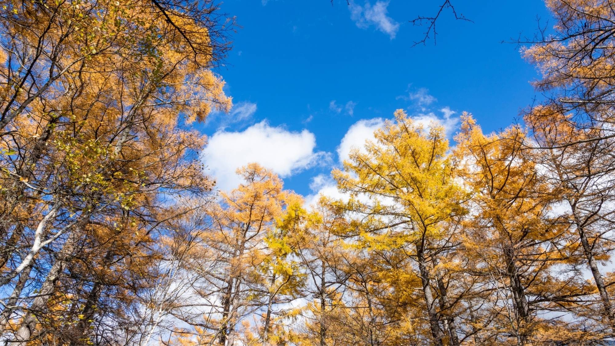 紅葉の季節には、美しいミズナラの紅葉が見られる小田代原。