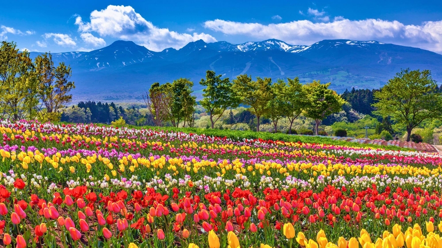 【那須フラワーワールド】彩り豊かな花畑は絵画の様な美しさ。季節の花々が咲き誇ります。