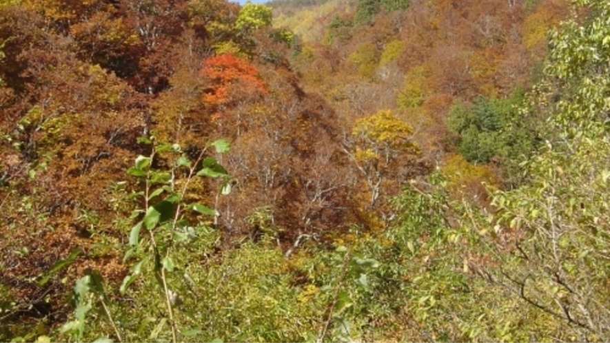 志賀高原と並んで紅葉の名所「秋山郷」