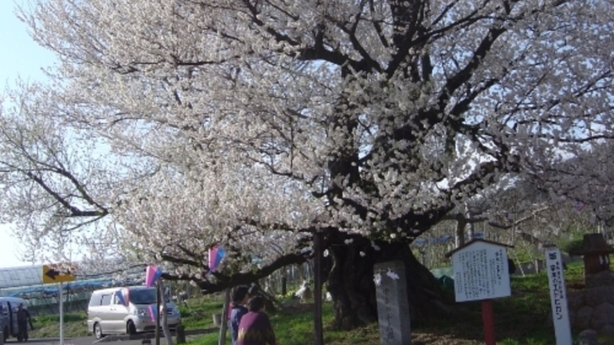 渋温泉周辺にはたくさんの桜の名所が！