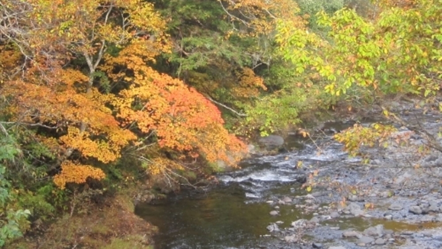 志賀高原の紅葉は緑とオレンジのコントラストが魅力！