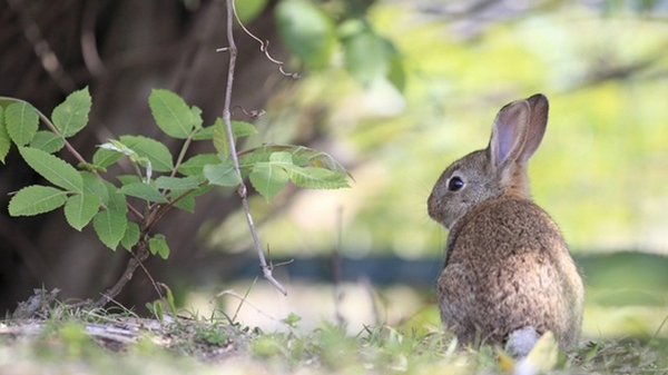 休暇村 大久野島 宿泊プラン一覧 楽天トラベル 休暇村 大久野島 宿泊プラン一覧 楽天トラベル