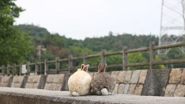 【うさぎの島をゆったり過ごそう♪】2025年4月〜「ウサギ島」連泊割引プラン（4泊）