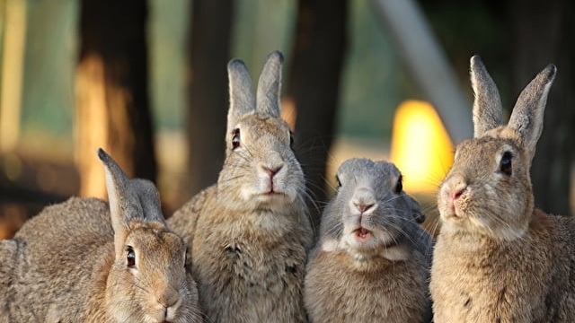 『当ホテル１番人気！』2026年4月〜 しまなみ七彩ビュッフェ 【基本プラン】