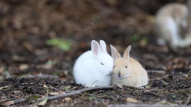 【お子様宿泊料金半額】うさぎの島でクリスマスを楽しもう期間限定お得なクリスマスファミリー宿泊プラン