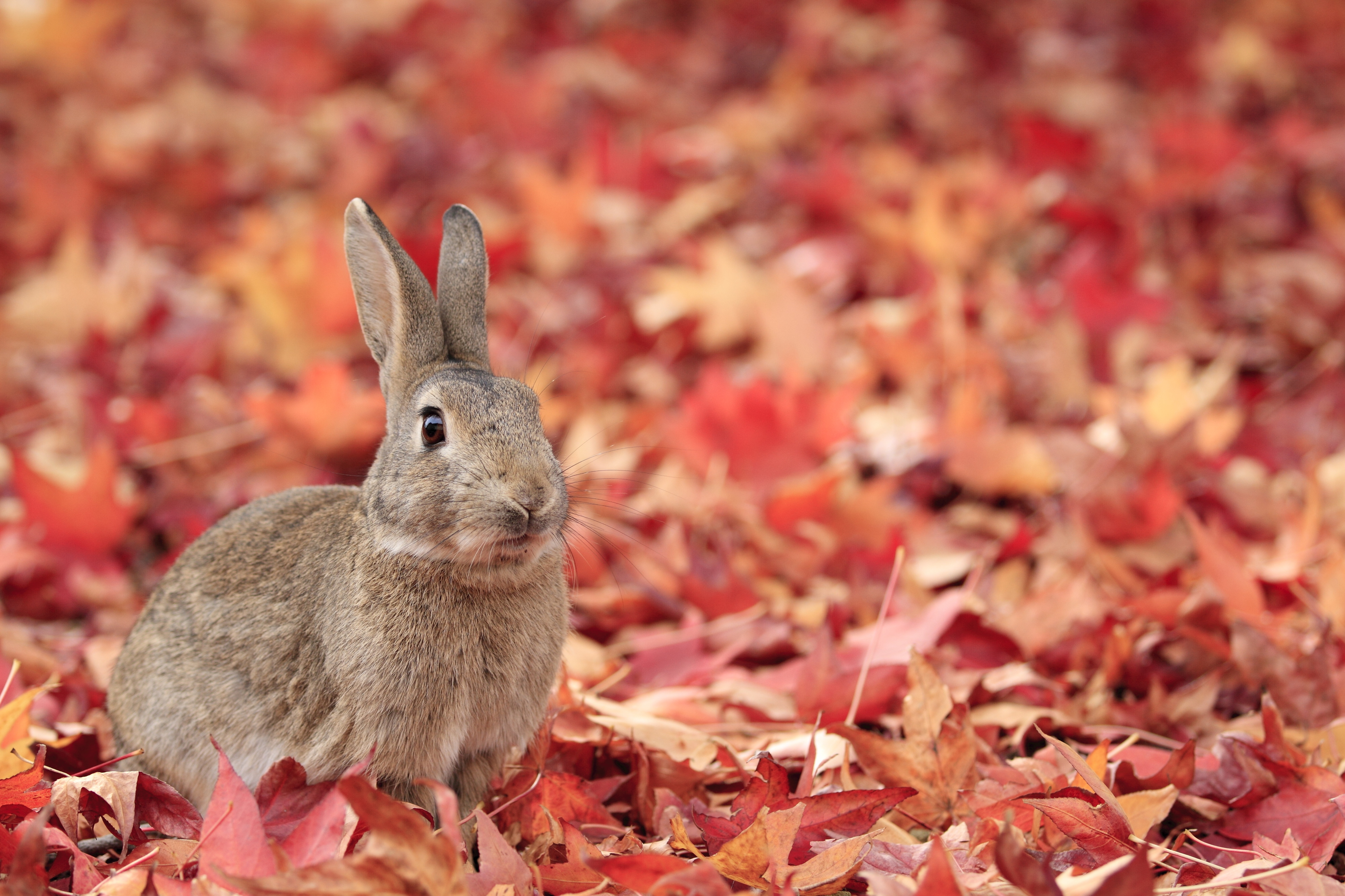 紅葉とウサギ