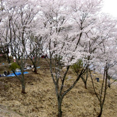 ■桜■