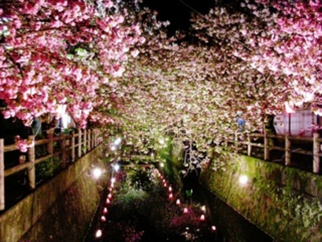 中野川八重桜　夜