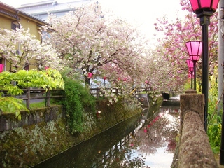 中野川八重桜　昼