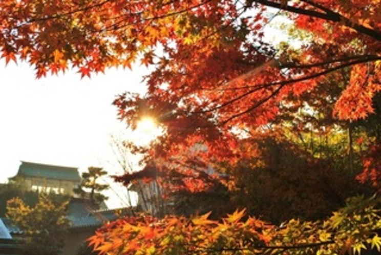 秋の朝　日本丸