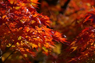 耶馬溪紅葉