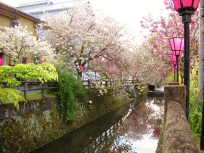 中野川八重桜　昼