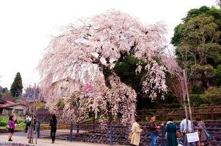 大原枝垂れ桜　昼