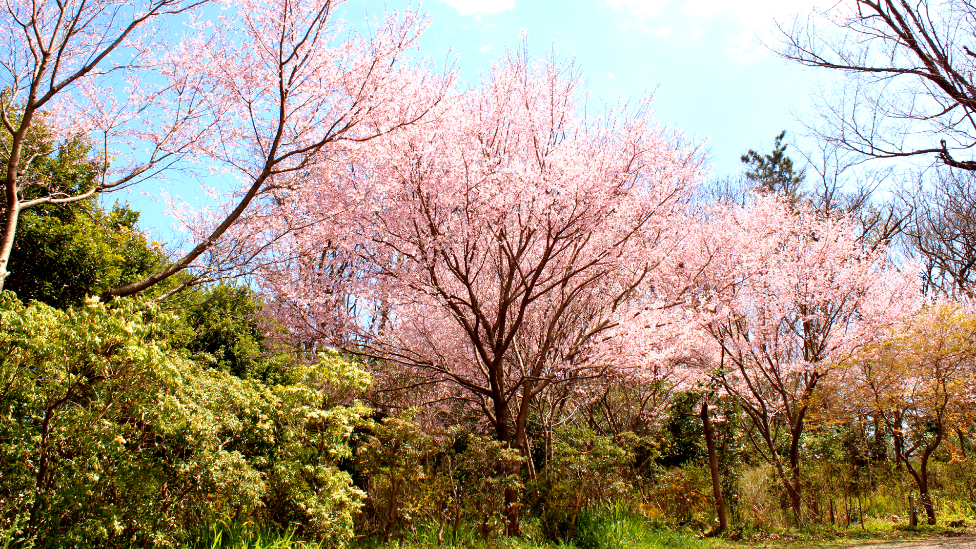 ◆森の園　小彼岸桜