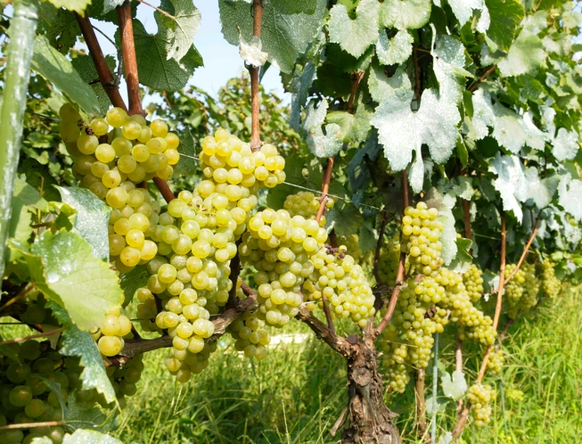 ワイン用葡萄の収穫