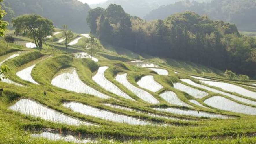 日本の棚田百選にも選ばれている「大山千枚田」（車で約20分）