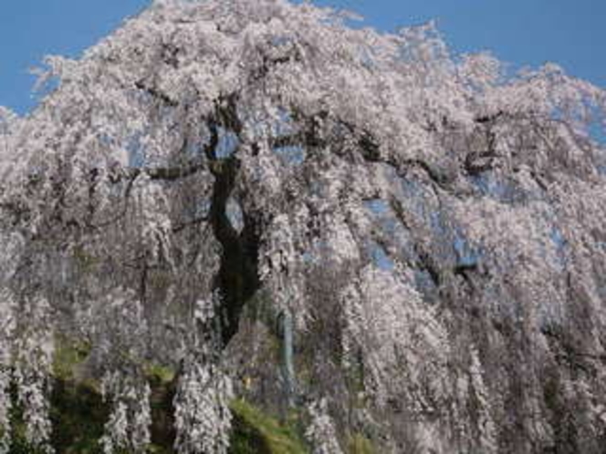 岩太郎桜