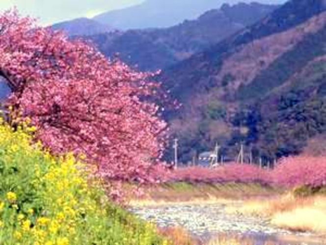 河津桜、毎年２月上旬より３月１０日迄河津桜祭が開催されます。