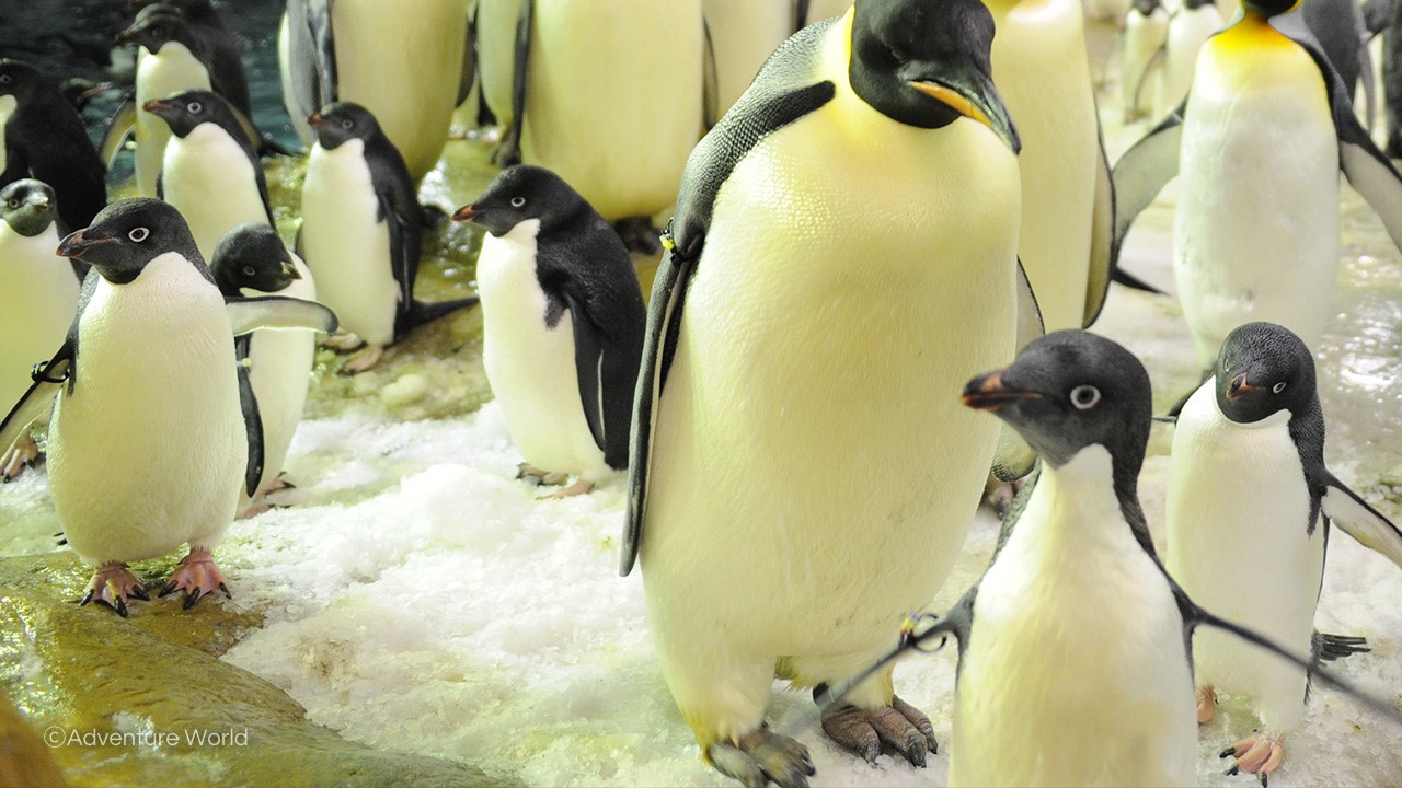 アドベンチャーワールド