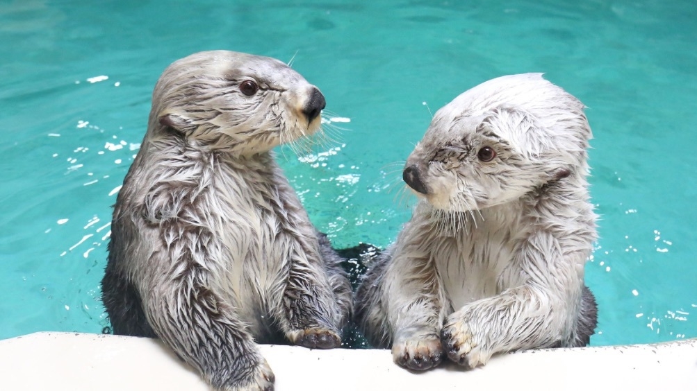 【夜の水族館☆3days☆7/15〜7/17限定】ナイトアクアリウムチケット付☆鳥羽水族館を楽しむ