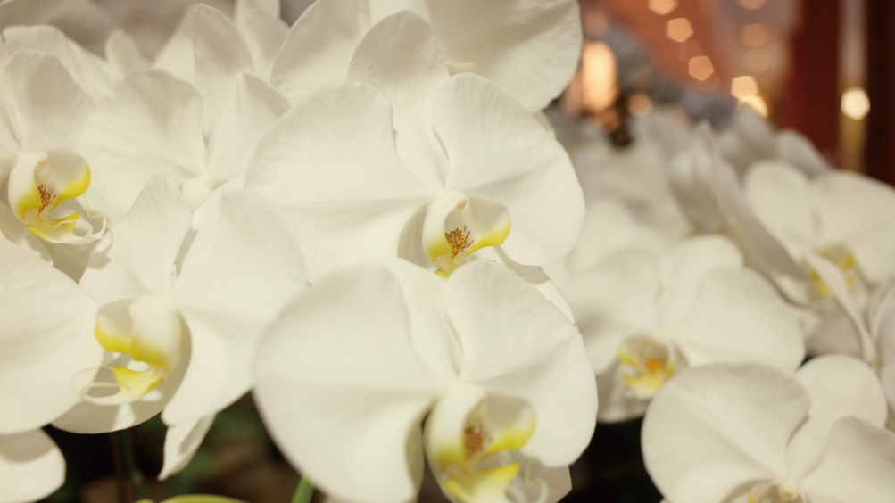 胡蝶蘭通り(一例)