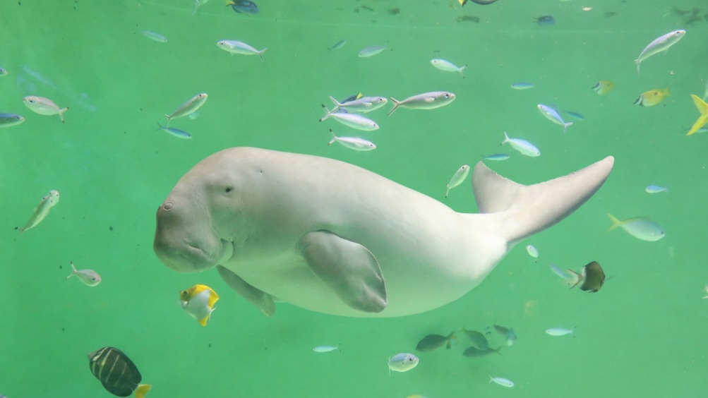鳥羽水族館（ジュゴン）