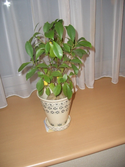 Foliage plant