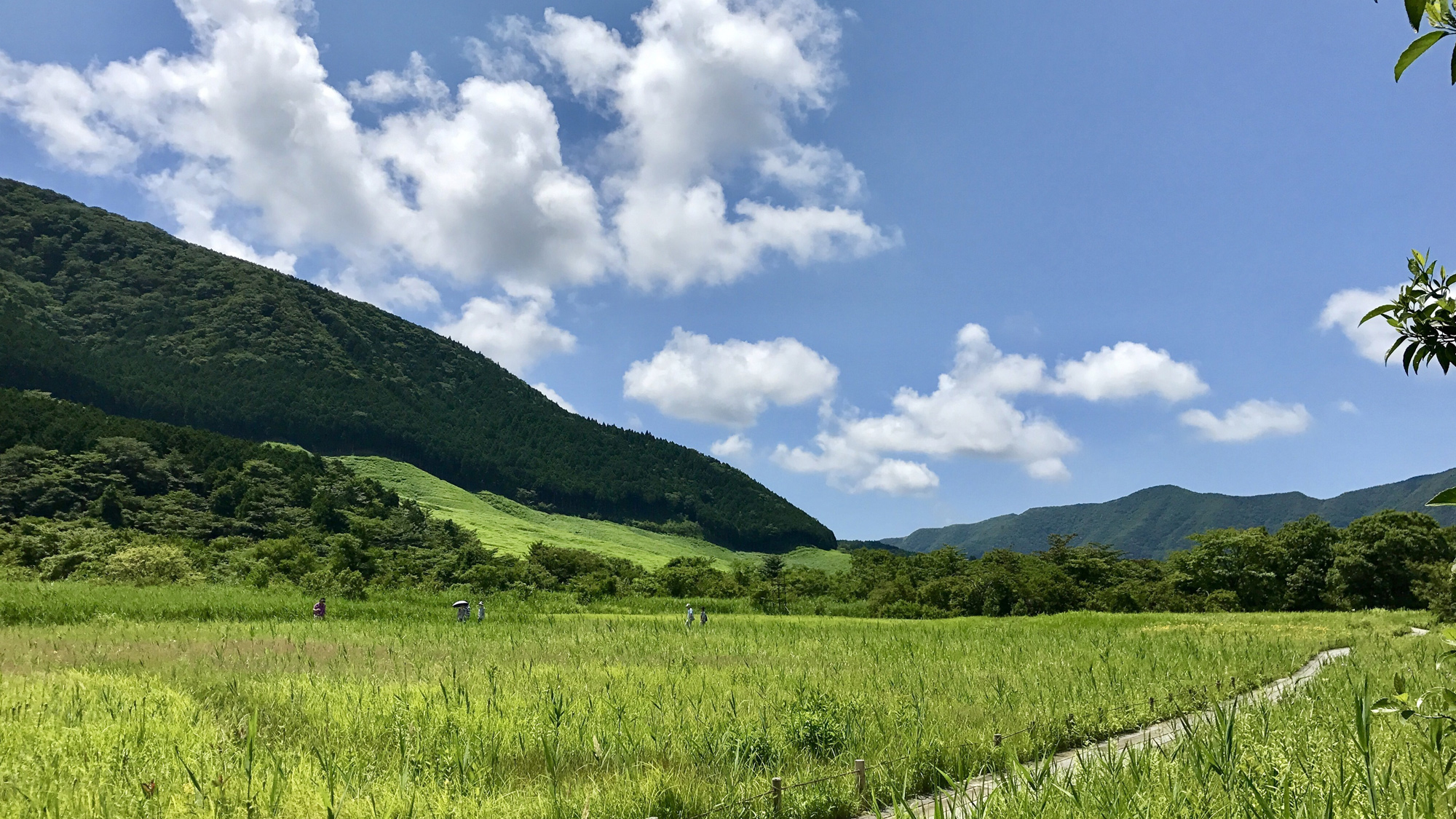 箱根湿性花園（車4分／バス20分）