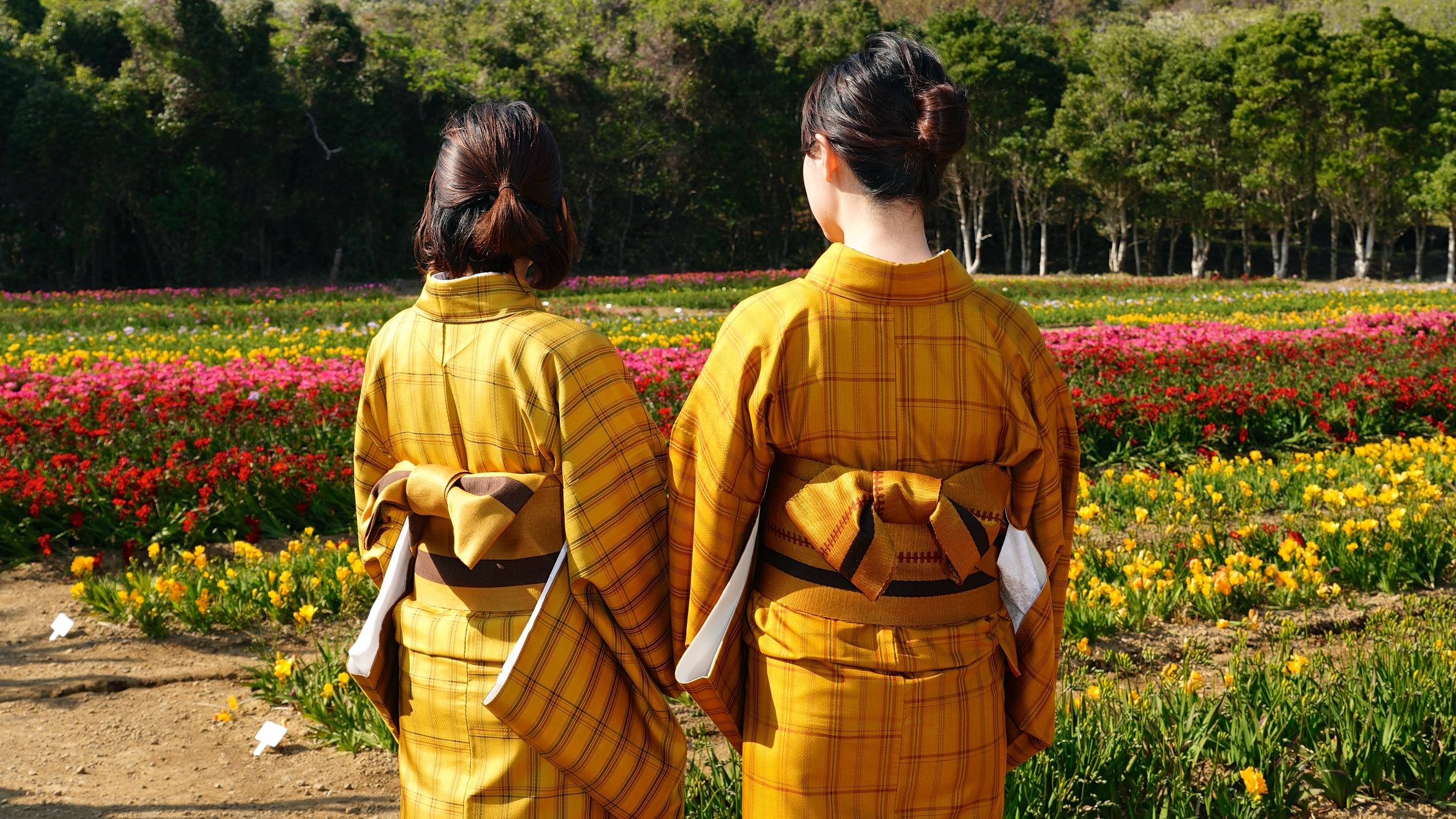 *【周辺】黄八丈着付け体験/島の伝統工芸品を着ることが出来ます（八丈島観光協会）