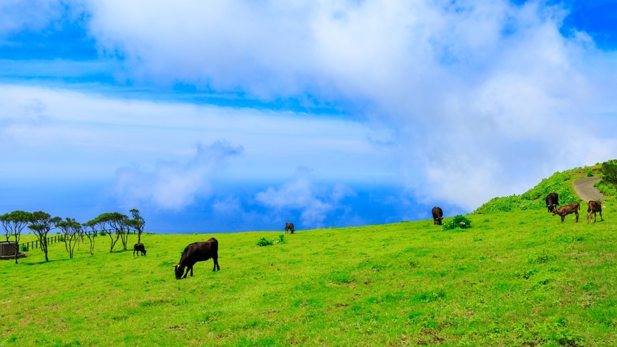 *【周辺】八丈富士牧野ふれあい牧場/広大な敷地に放牧された牛たちとのふれあいが楽しめます。