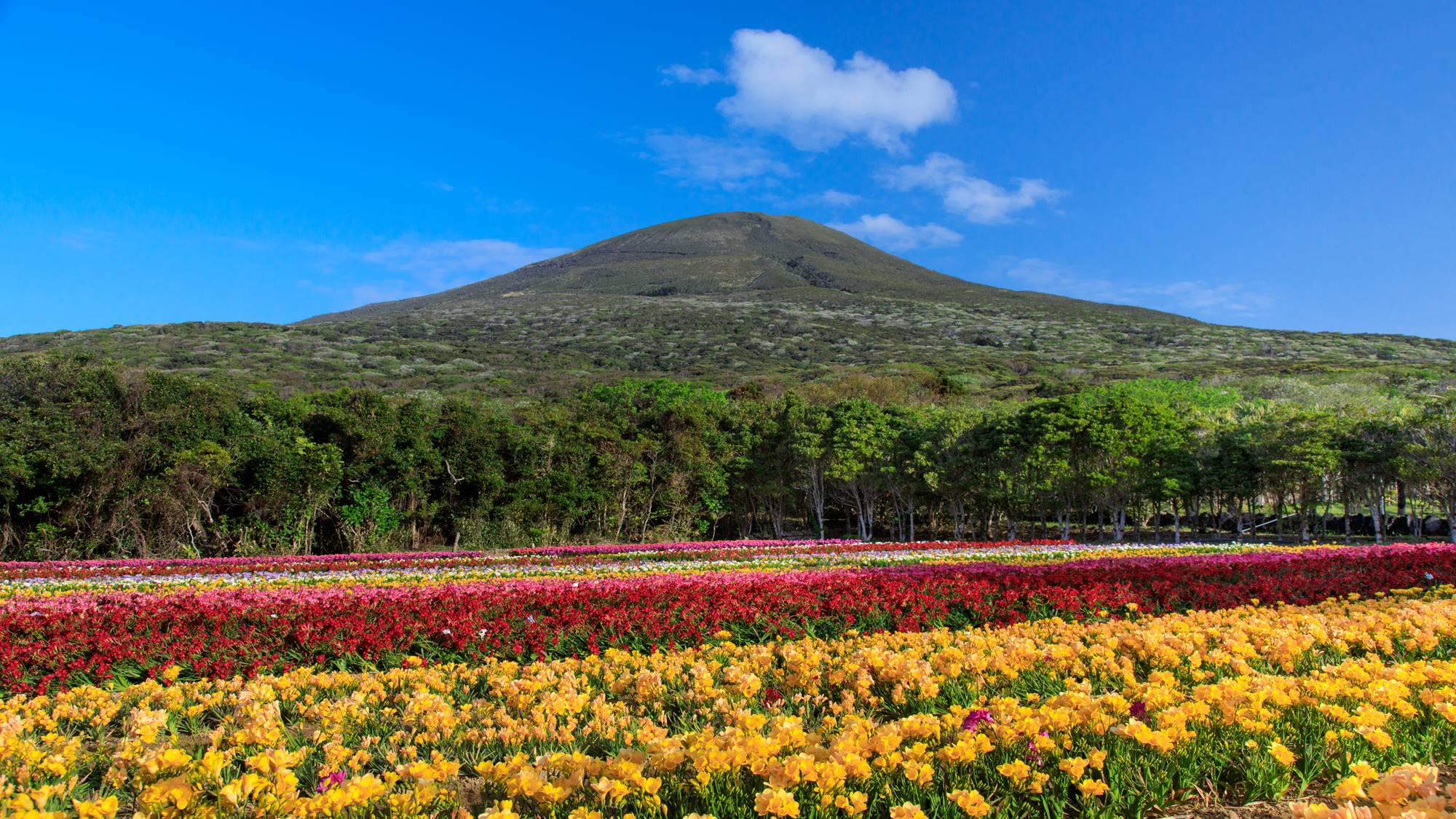 *【周辺】八丈島フリージアまつり/毎年3月～4月に開催されます（八丈島観光協会）