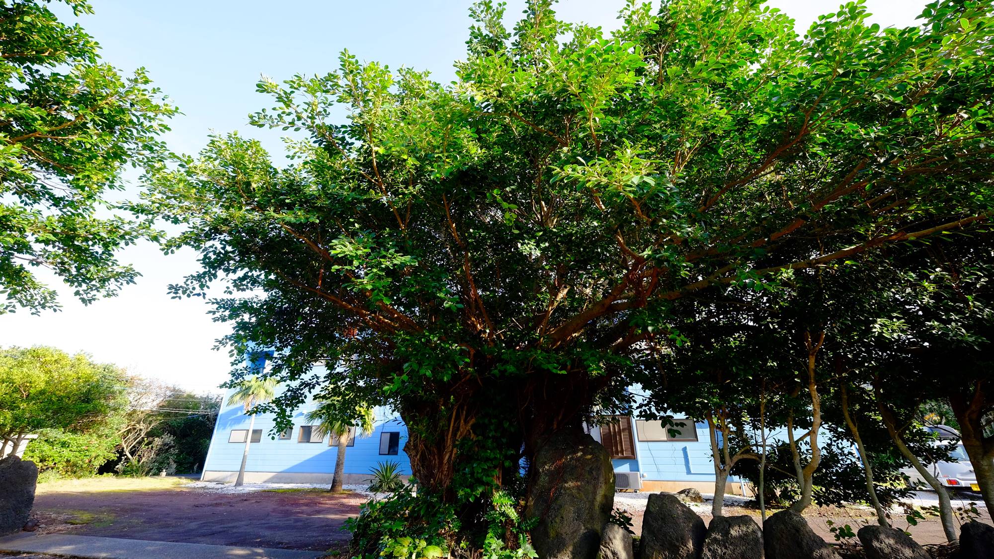 *【当館の庭】木々に囲まれた自然いっぱいの当館（八丈島観光協会）