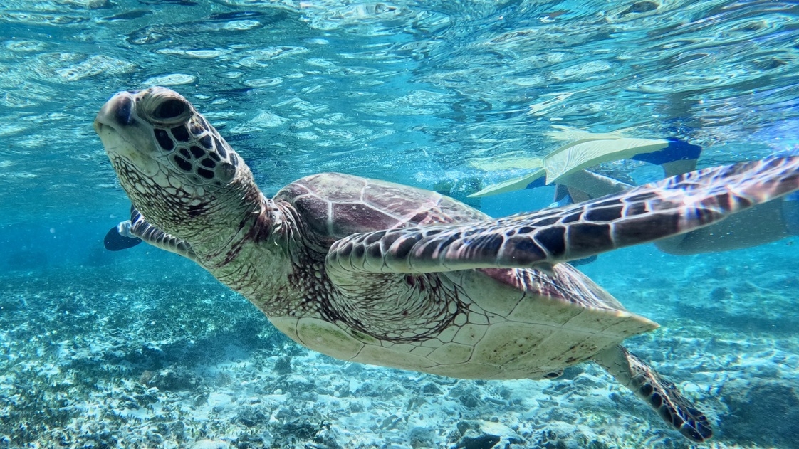 【亀シュノーケリングツアー 】奇跡の島☆奄美の海へ冒険にでかけませんか？ウミガメと一緒に泳ごう！