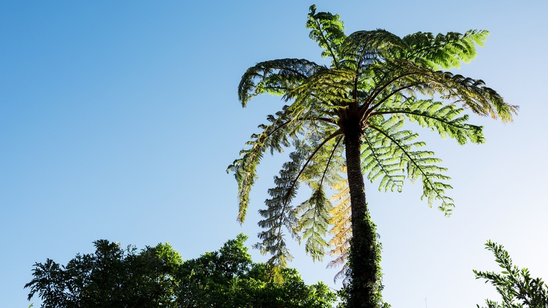 【マングローブカヌーツアー】風光の島☆奄美の大自然に触れる体験〜マングローブ林をカヌーで〜