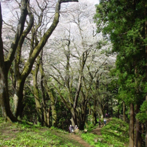 小山田彼岸桜