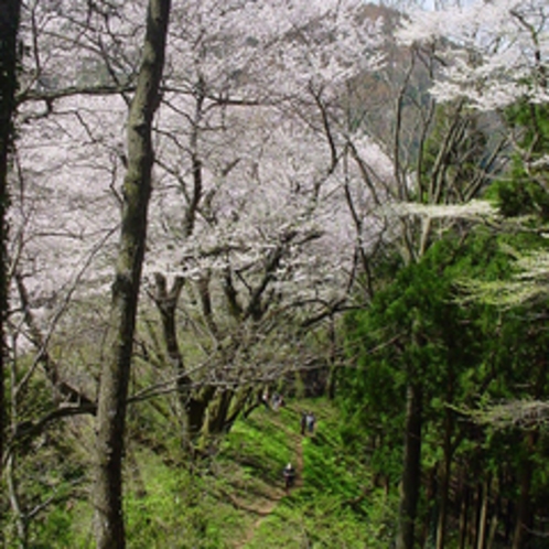 小山田彼岸桜