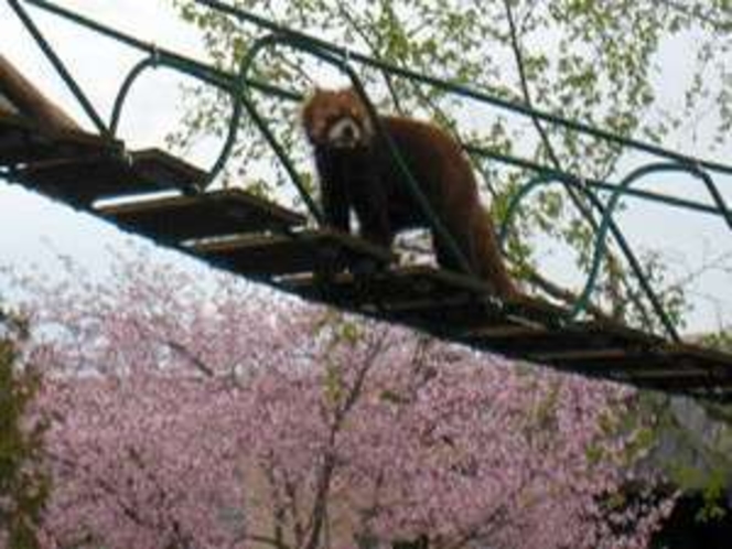 レーサーパンダと桜　提供：旭山動物園