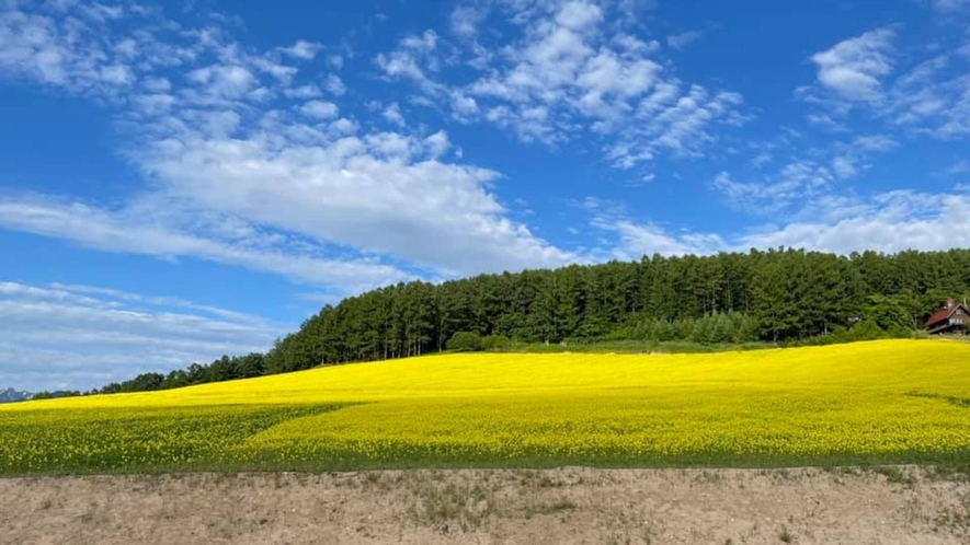 ・目の前に広がる一面の花畑！