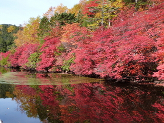 【秋】10月初旬　「白駒の池」の紅葉です