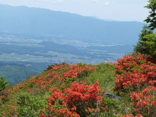 【春】八子ケ峰のレンゲツツジです