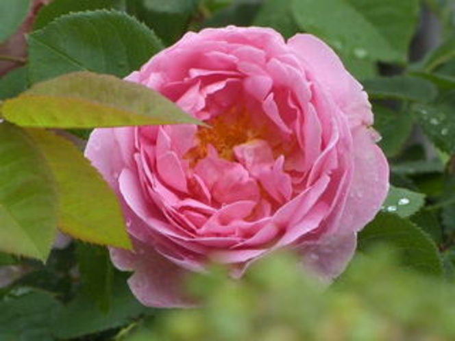 【春】バラクラ英国庭園のバラ