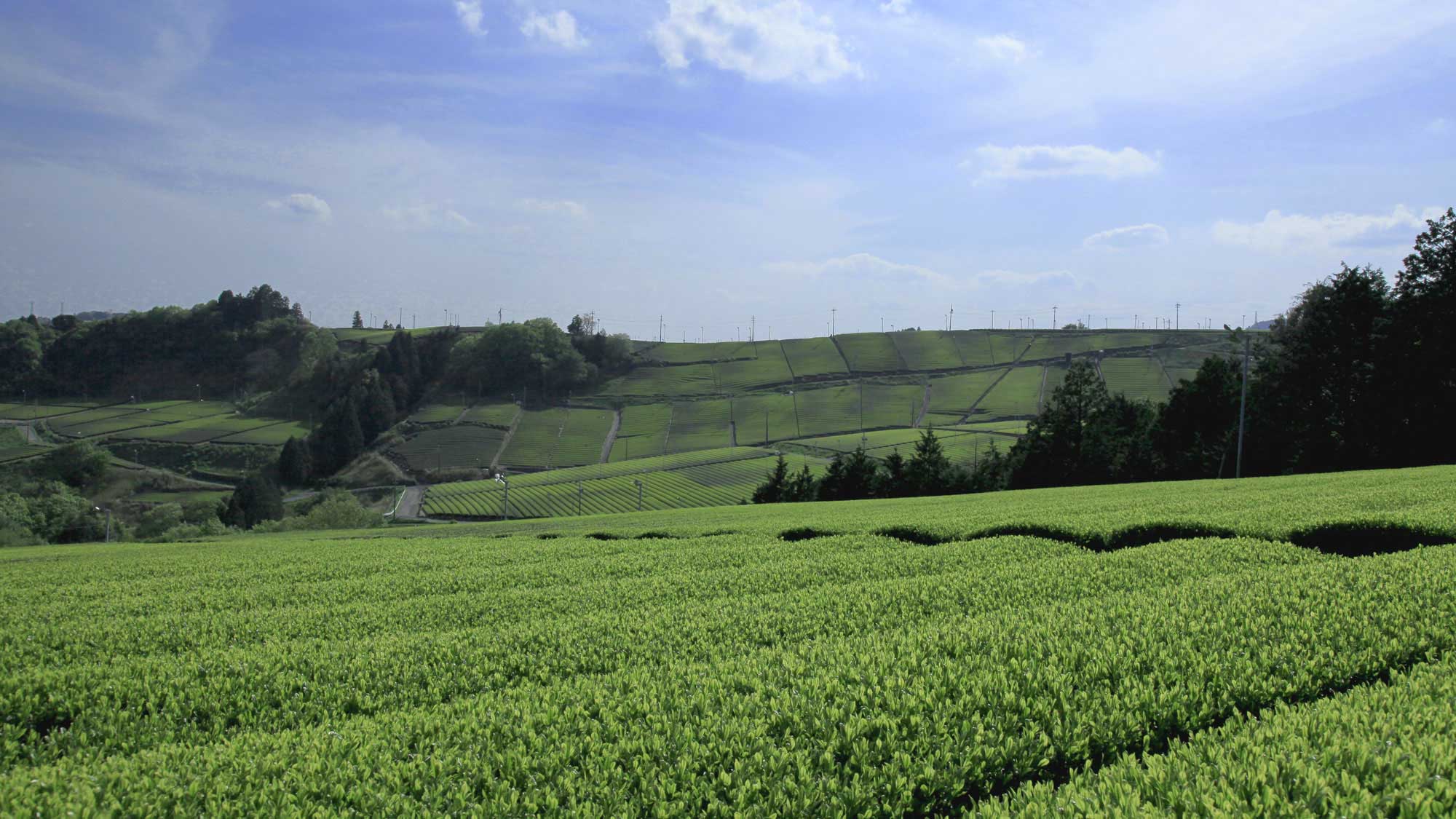 周辺には広大な茶畑が広がります。