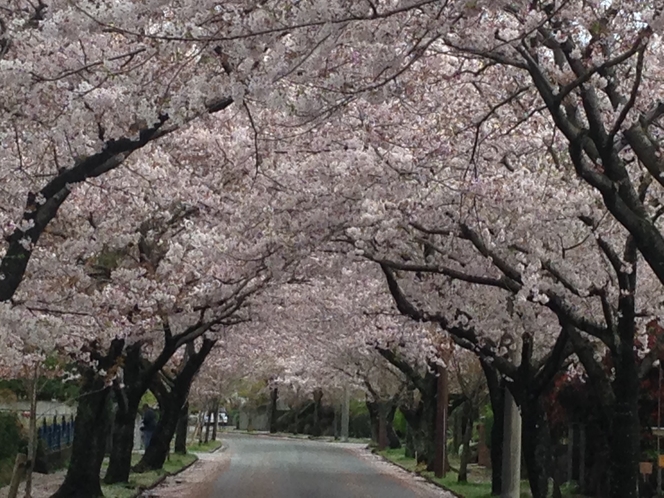 城ケ崎海岸　桜並木