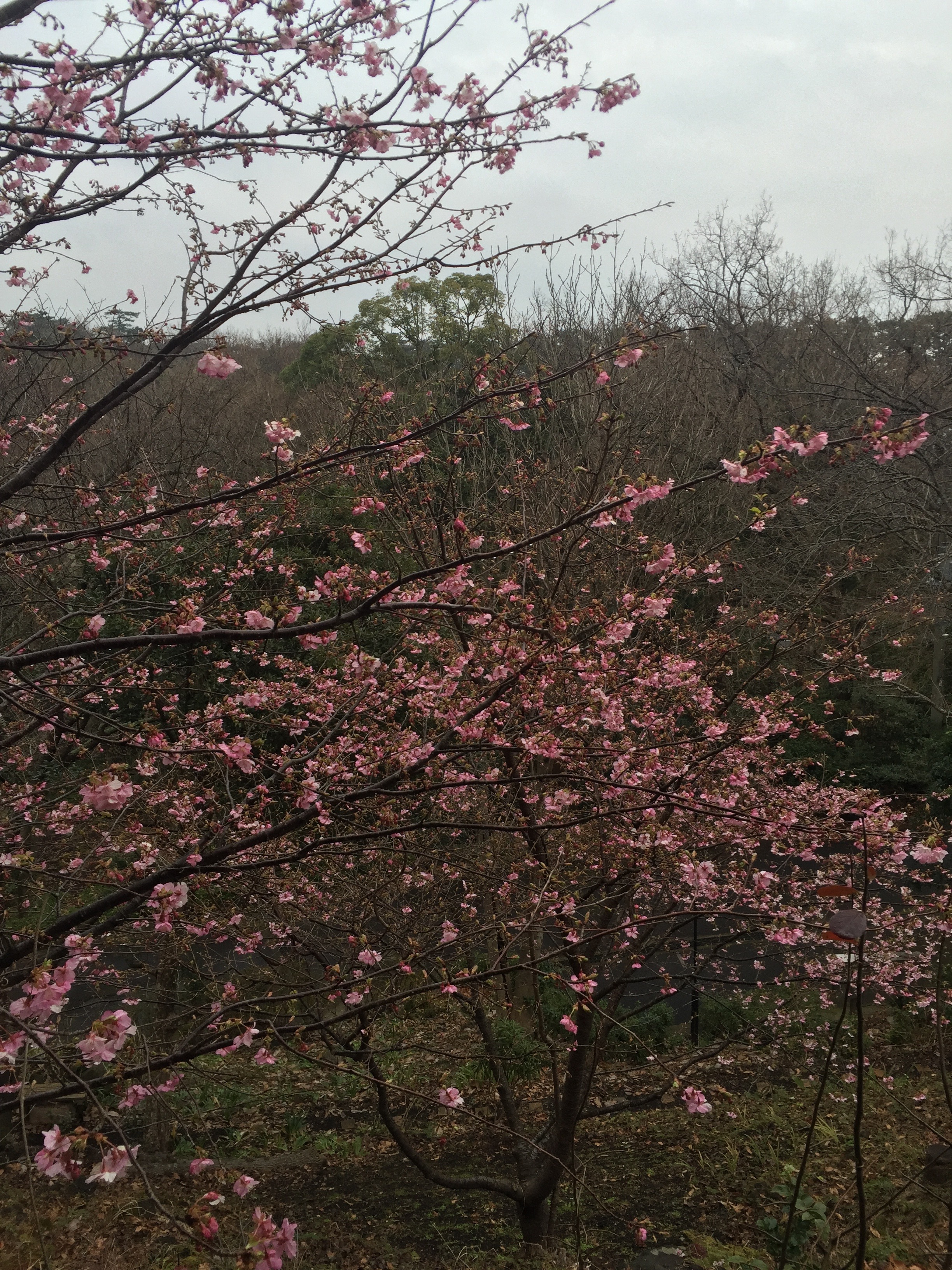 河津桜（庭）