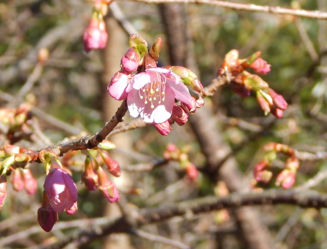 庭の河津桜