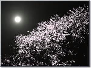 夜桜