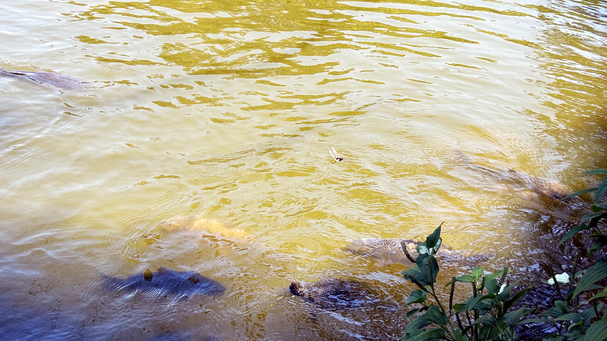 *【神池】鯉・鮒・鯰などの淡水魚が多く生息しています。