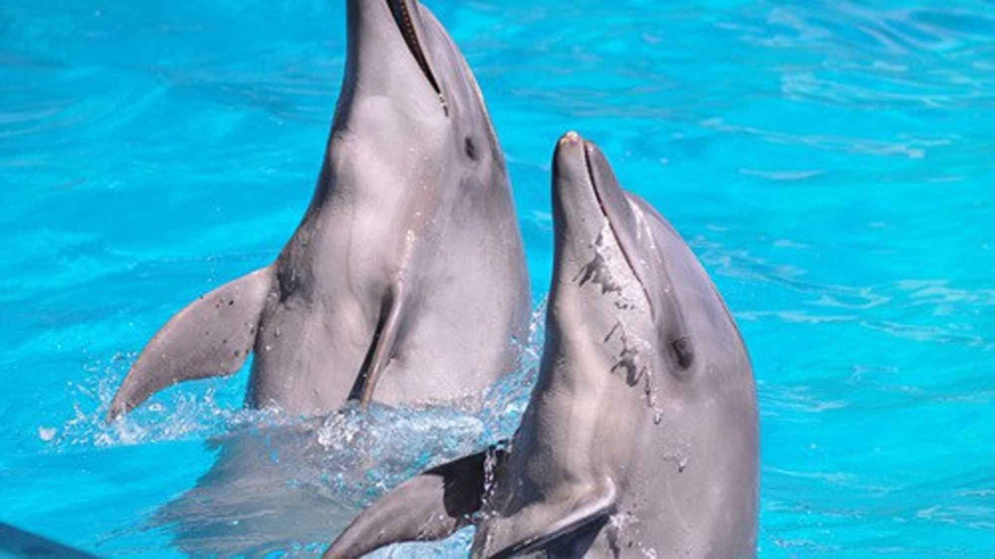 【新江ノ島水族館】入館パスポート付ご宿泊プラン／朝食付