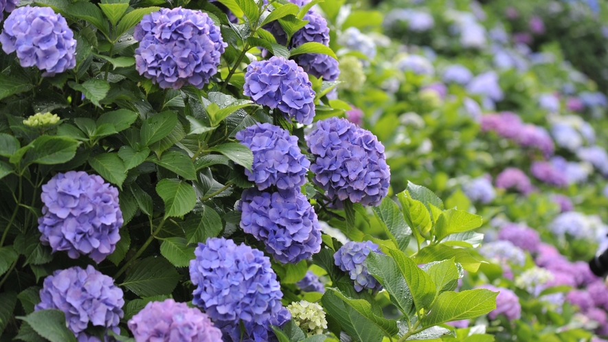 長谷寺あじさい散策路　毎年６月ごろ期間限定で多種多彩な紫陽花がお楽しみいただけます