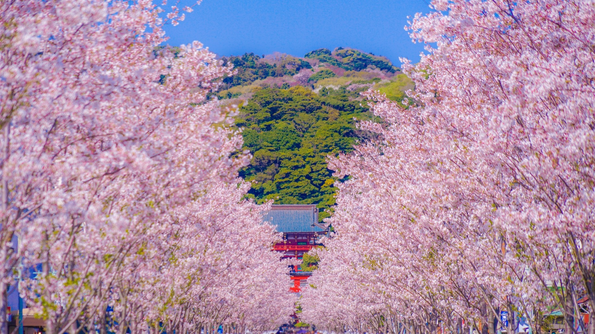 鶴岡八幡宮へとつづく満開の参道